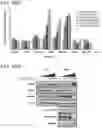 Fig. 123 - METHODS AND COMPOSITIONS FOR TREATING NON-ERK MAPK PATHWAY INHIBITOR-RESISTANT CANCERS