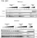 Fig. 133 - METHODS AND COMPOSITIONS FOR TREATING NON-ERK MAPK PATHWAY INHIBITOR-RESISTANT CANCERS