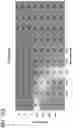 Fig. 49 - METHODS AND COMPOSITIONS FOR TREATING NON-ERK MAPK PATHWAY INHIBITOR-RESISTANT CANCERS