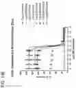 Fig. 60 - METHODS AND COMPOSITIONS FOR TREATING NON-ERK MAPK PATHWAY INHIBITOR-RESISTANT CANCERS