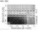 Fig. 85 - METHODS AND COMPOSITIONS FOR TREATING NON-ERK MAPK PATHWAY INHIBITOR-RESISTANT CANCERS