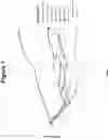 Fig. 02 - COMPOSITIONS AND METHODS FOR TREATING IDIOPATHIC PULMONARY FIBROSIS