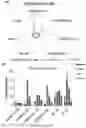 Fig. 13 - COMPOSITIONS AND METHODS FOR INHIBITING ACSS2