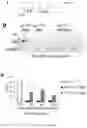 Fig. 16 - Compositions and Methods for the Treatment of Prader-Willi Syndrome