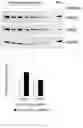 Fig. 17 - Compositions and Methods for the Treatment of Prader-Willi Syndrome