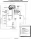 Fig. 16 - Composition, Formulations and Methods of Making and Using Botanicals and Natural Compounds for the Promotion of Healthy Brain Aging