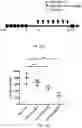 Fig. 14 - Methods and compositions relating to the treatment of fibrosis