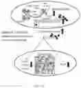 Fig. 20 - COMPOSITIONS AND METHODS FOR INDUCING OR SUPPLEMENTING SOCS3 TO ABROGATE TUMOR GROWTH AND PROLIFERATIVE RETINOPATHY