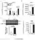 Fig. 35 - COMPOSITIONS AND METHODS FOR INDUCING OR SUPPLEMENTING SOCS3 TO ABROGATE TUMOR GROWTH AND PROLIFERATIVE RETINOPATHY