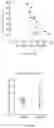Fig. 53 - COMPOSITIONS AND METHODS FOR INDUCING OR SUPPLEMENTING SOCS3 TO ABROGATE TUMOR GROWTH AND PROLIFERATIVE RETINOPATHY