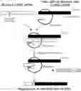 Fig. 01 - Trans-splicing ribozyme targeting rhodopsin transcript and uses thereof