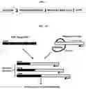 Fig. 03 - Trans-splicing ribozyme targeting rhodopsin transcript and uses thereof