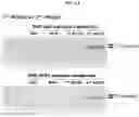 Fig. 07 - Trans-splicing ribozyme targeting rhodopsin transcript and uses thereof