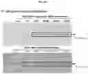 Fig. 09 - Trans-splicing ribozyme targeting rhodopsin transcript and uses thereof