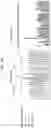 Fig. 20 - Trans-splicing ribozyme targeting rhodopsin transcript and uses thereof