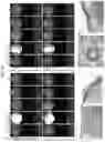 Fig. 23 - Trans-splicing ribozyme targeting rhodopsin transcript and uses thereof