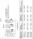 Fig. 24 - Trans-splicing ribozyme targeting rhodopsin transcript and uses thereof