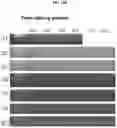 Fig. 29 - Trans-splicing ribozyme targeting rhodopsin transcript and uses thereof