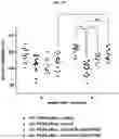 Fig. 31 - Trans-splicing ribozyme targeting rhodopsin transcript and uses thereof