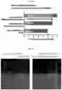 Fig. 09 - POLYSACCHARIDE COMPOSITIONS FOR USE IN TREATING FILARIASIS