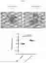 Fig. 06 - BETA-GLUCAN IMMUNOTHERAPIES AFFECTING THE IMMUNE MICROENVIRONMENT