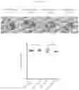 Fig. 09 - BETA-GLUCAN IMMUNOTHERAPIES AFFECTING THE IMMUNE MICROENVIRONMENT