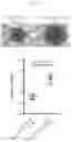 Fig. 26 - BETA-GLUCAN IMMUNOTHERAPIES AFFECTING THE IMMUNE MICROENVIRONMENT