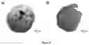Fig. 11 - METHODS AND USES OF NATURAL BASED COMPOSITIONS