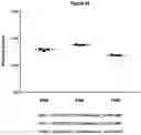 Fig. 25 - PHARMACEUTICAL COMPOSITION