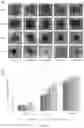 Fig. 12 - TUNABLE IMMUNE RESPONSIVE BIODEGRADABLE ARGININE-BASED POLY(ESTER AMIDE)S AND METHODS OF MAKING AND USING SAME