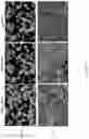 Fig. 29 - TUNABLE IMMUNE RESPONSIVE BIODEGRADABLE ARGININE-BASED POLY(ESTER AMIDE)S AND METHODS OF MAKING AND USING SAME