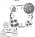 Fig. 94 - PROCESSES FOR PRODUCTION OF TUMOR INFILTRATING LYMPHOCYTES AND USES OF SAME IN IMMUNOTHERAPY