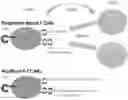Fig. 01 - PLACENTA-DERIVED ALLOGENEIC CAR-T CELLS AND USES THEREOF