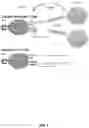 Fig. 02 - PLACENTA-DERIVED ALLOGENEIC CAR-T CELLS AND USES THEREOF