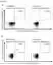 Fig. 27 - PEPTIDES AND COMBINATION OF PEPTIDES FOR USE IN IMMUNOTHERAPY AGAINST LEUKEMIAS AND OTHER CANCERS