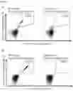 Fig. 28 - PEPTIDES AND COMBINATION OF PEPTIDES FOR USE IN IMMUNOTHERAPY AGAINST LEUKEMIAS AND OTHER CANCERS