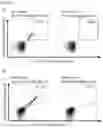Fig. 32 - PEPTIDES AND COMBINATION OF PEPTIDES FOR USE IN IMMUNOTHERAPY AGAINST LEUKEMIAS AND OTHER CANCERS