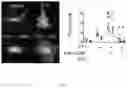 Fig. 02 - ENGINEERED TUBEROUS SCLEROSIS COMPLEX 2 POLYPEPTIDES