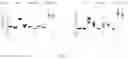 Fig. 05 - ENGINEERED TUBEROUS SCLEROSIS COMPLEX 2 POLYPEPTIDES