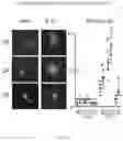 Fig. 07 - ENGINEERED TUBEROUS SCLEROSIS COMPLEX 2 POLYPEPTIDES