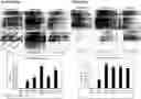 Fig. 01 - PHARMACEUTICAL PREPARATION COMPRISING SUPERNATANT OF BLOOD MONONUCLEAR CELL CULTURE AND METHOD OF USE