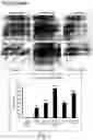 Fig. 02 - PHARMACEUTICAL PREPARATION COMPRISING SUPERNATANT OF BLOOD MONONUCLEAR CELL CULTURE AND METHOD OF USE