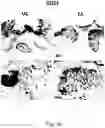 Fig. 09 - PHARMACEUTICAL PREPARATION COMPRISING SUPERNATANT OF BLOOD MONONUCLEAR CELL CULTURE AND METHOD OF USE
