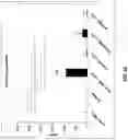 Fig. 11 - PHARMACEUTICAL PREPARATION COMPRISING SUPERNATANT OF BLOOD MONONUCLEAR CELL CULTURE AND METHOD OF USE