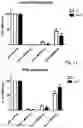 Fig. 17 - PHARMACEUTICAL PREPARATION COMPRISING SUPERNATANT OF BLOOD MONONUCLEAR CELL CULTURE AND METHOD OF USE