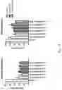 Fig. 21 - PHARMACEUTICAL PREPARATION COMPRISING SUPERNATANT OF BLOOD MONONUCLEAR CELL CULTURE AND METHOD OF USE