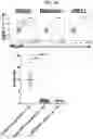Fig. 17 - CONDITIONING AGENTS FOR USE IN ALLOGENEIC HEMATOPOETIC STEM CELL TRANSPLANTATION