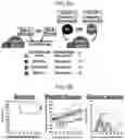Fig. 22 - CONDITIONING AGENTS FOR USE IN ALLOGENEIC HEMATOPOETIC STEM CELL TRANSPLANTATION