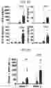 Fig. 24 - CONDITIONING AGENTS FOR USE IN ALLOGENEIC HEMATOPOETIC STEM CELL TRANSPLANTATION