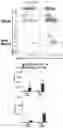 Fig. 26 - CONDITIONING AGENTS FOR USE IN ALLOGENEIC HEMATOPOETIC STEM CELL TRANSPLANTATION